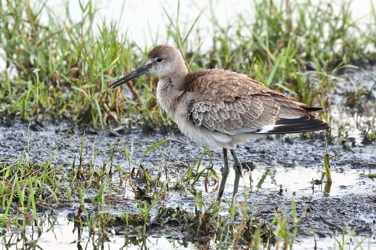 Willet - Jason Leifester