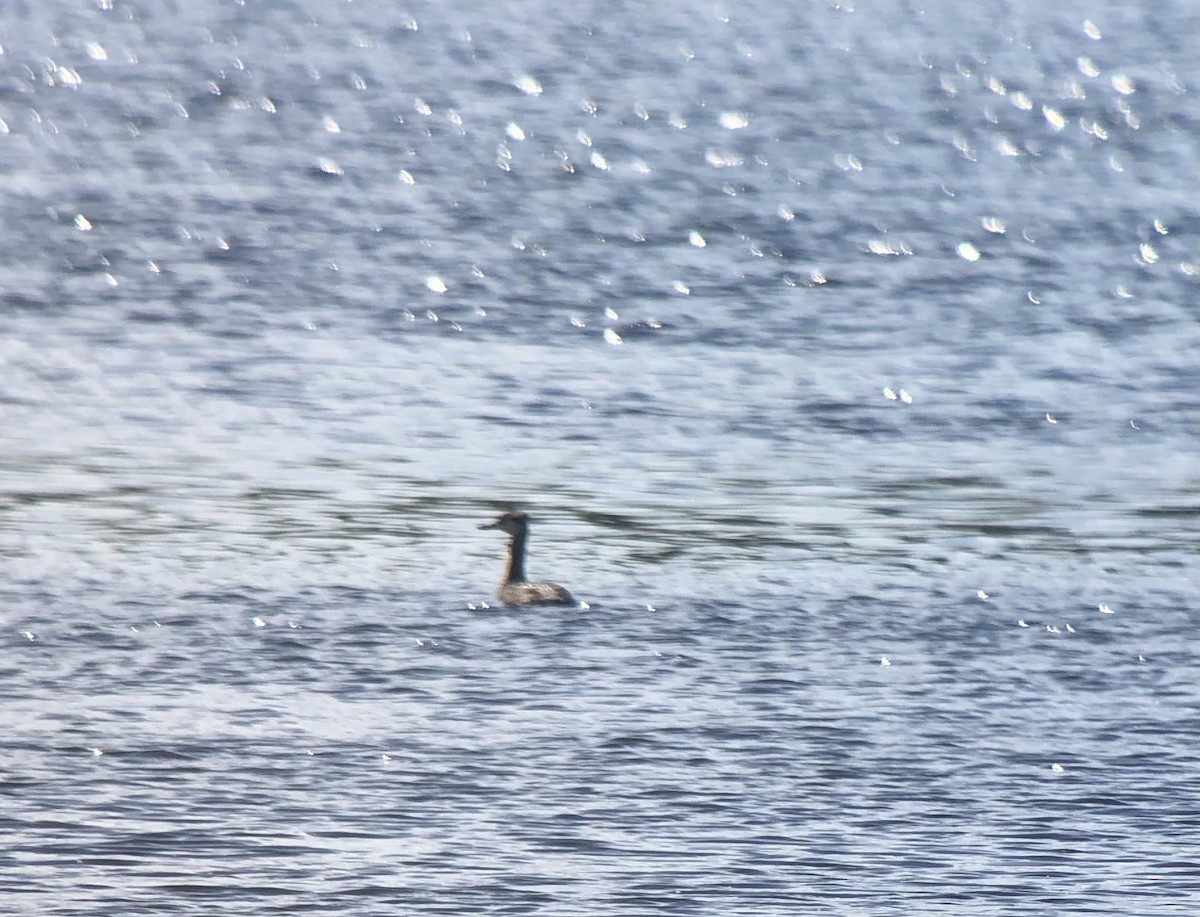 Red-necked Grebe - ML367122671