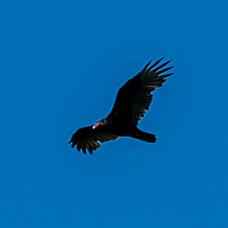 Turkey Vulture - ML367124071
