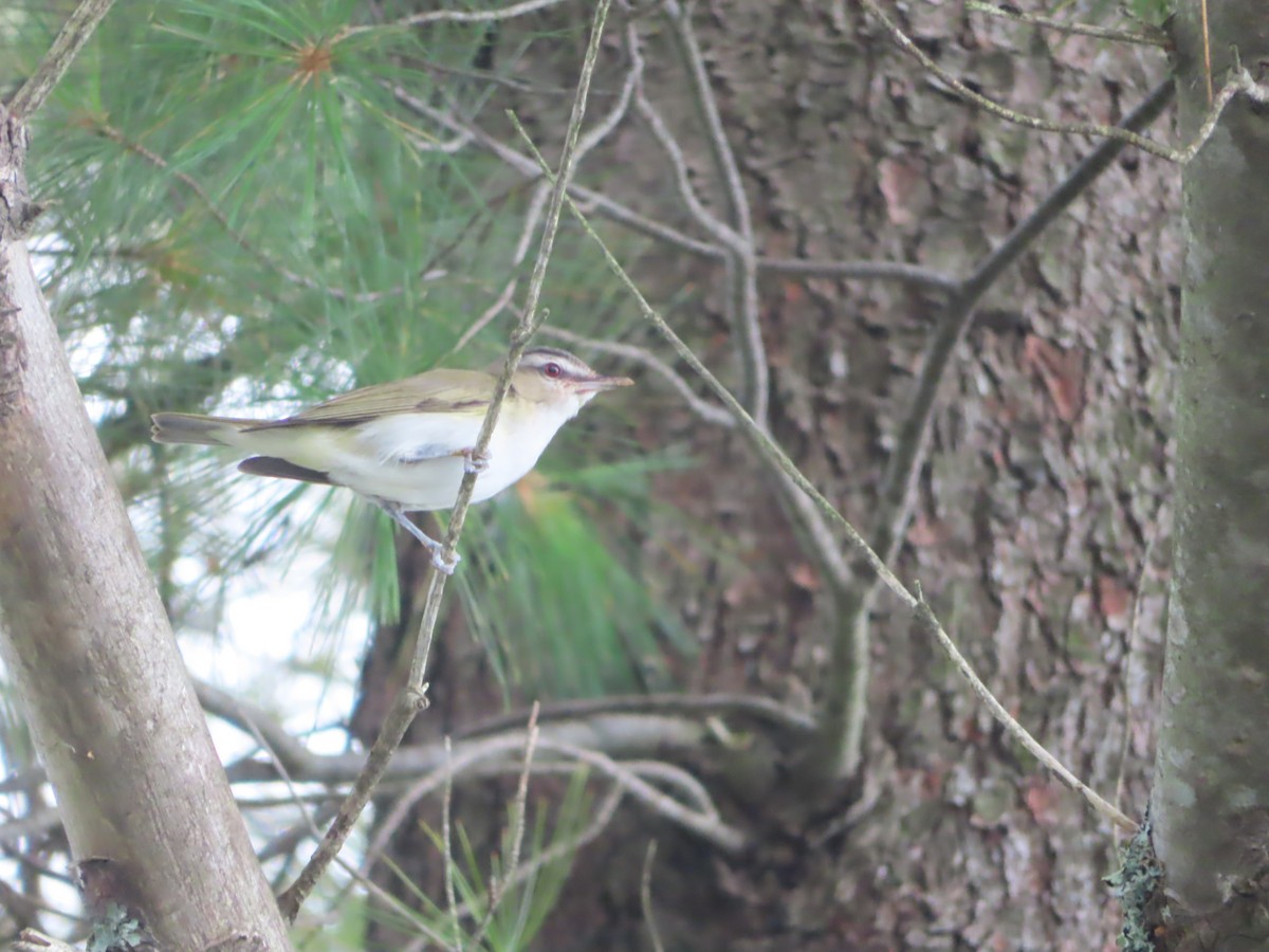 Red-eyed Vireo - ML367125771