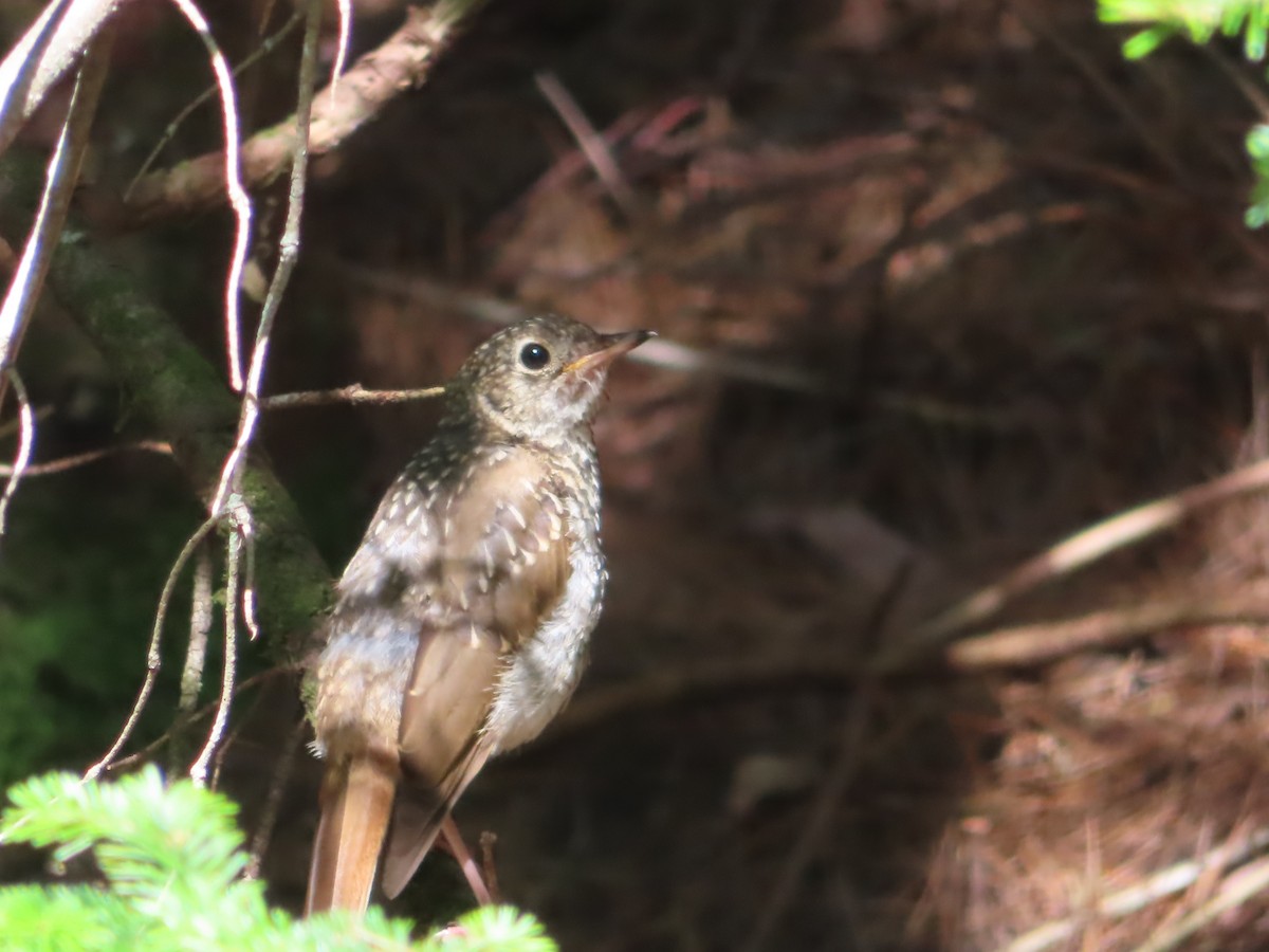 Hermit Thrush - ML367126481