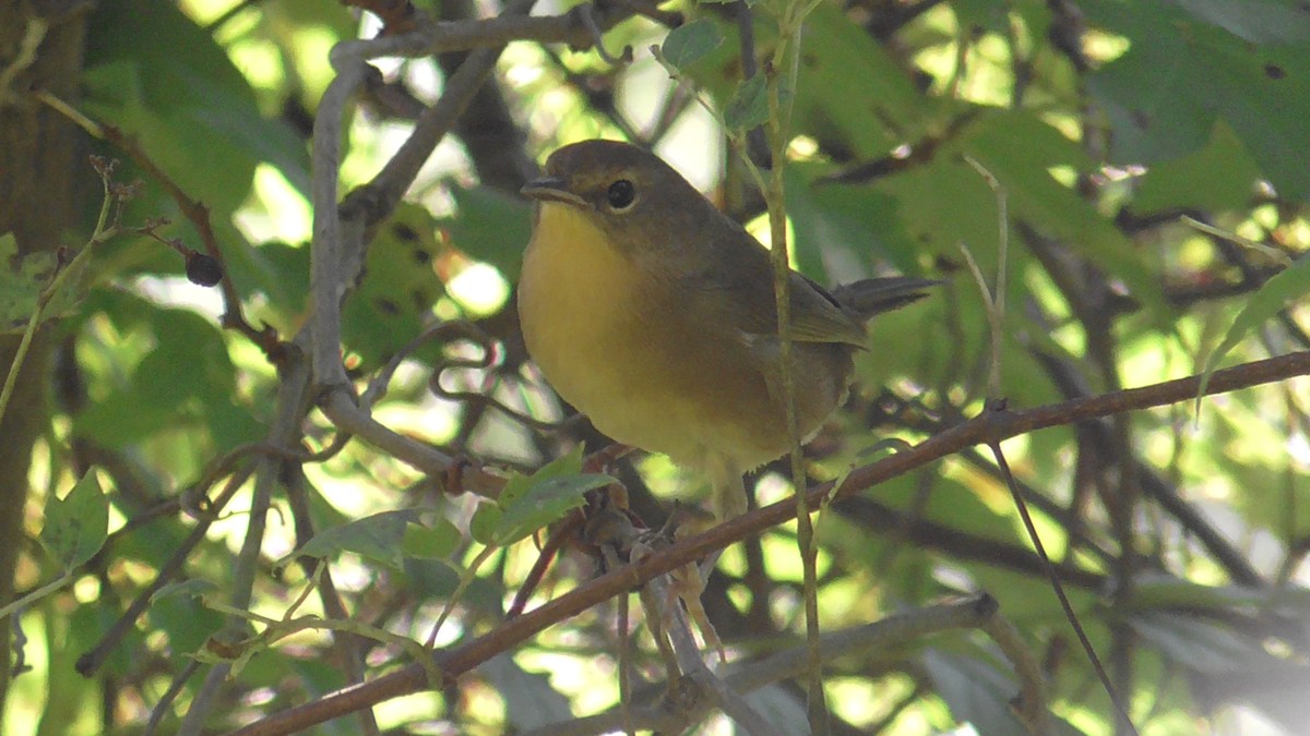 Common Yellowthroat - ML367130961