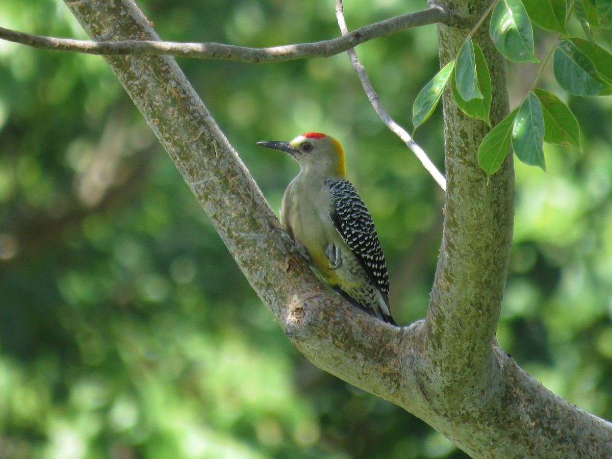 Hoffmann's Woodpecker - ML36713121