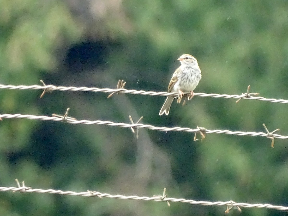Chipping Sparrow - ML367132581