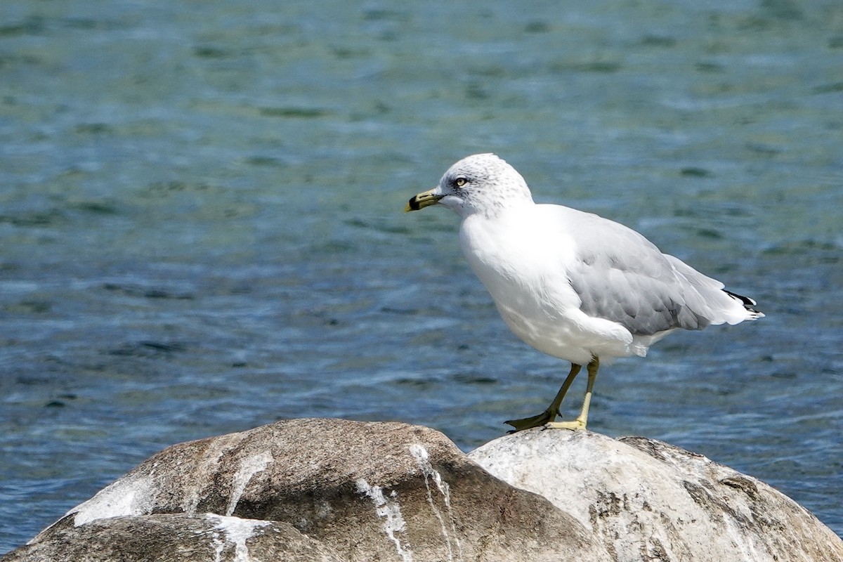 Ring-billed Gull - ML367133631