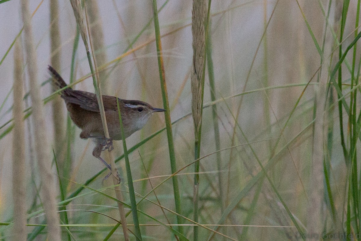 Marsh Wren - ML36713531