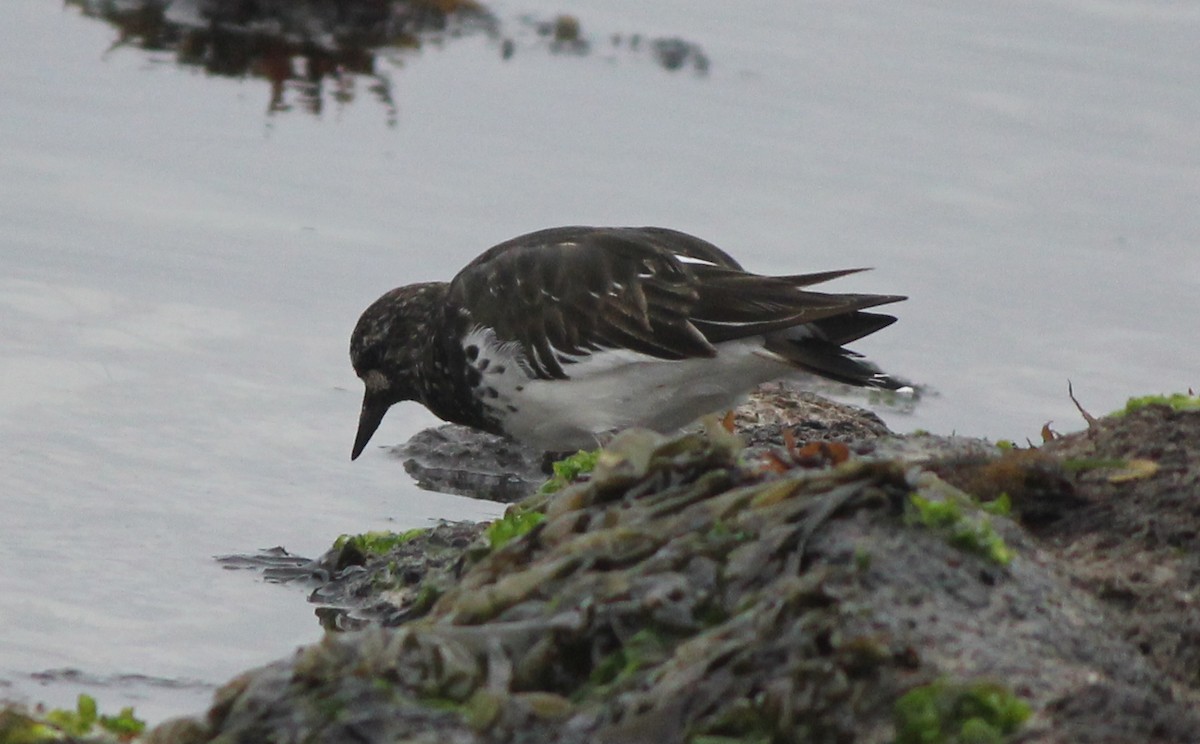 Black Turnstone - ML36713541