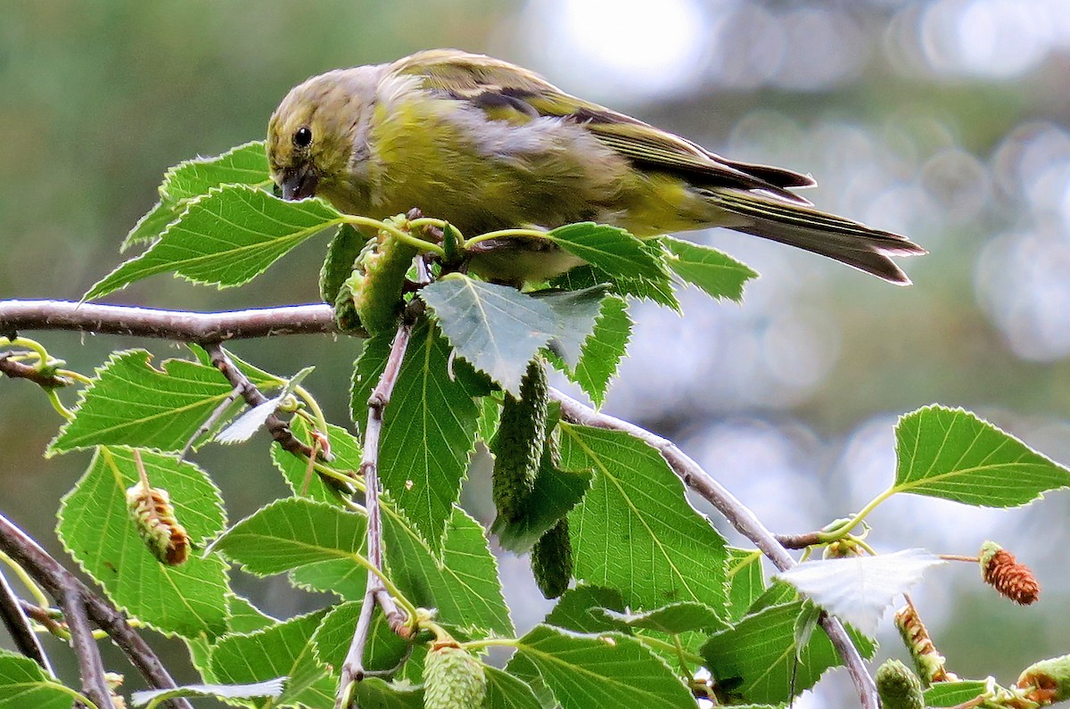 Citril Finch - Juan Pérez