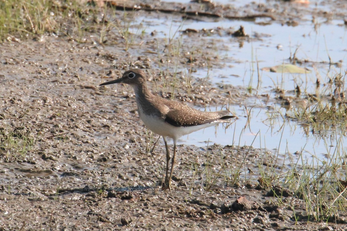 Solitary Sandpiper - Steve Myers