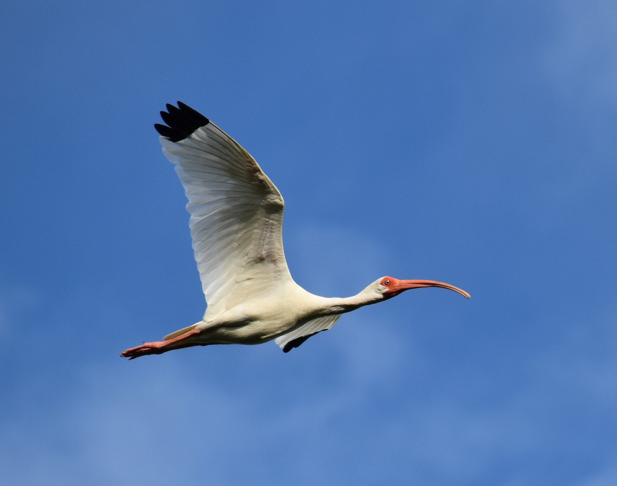 ibis bílý - ML367136091