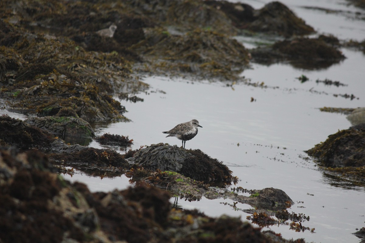 Black-bellied Plover - Esme Rosen