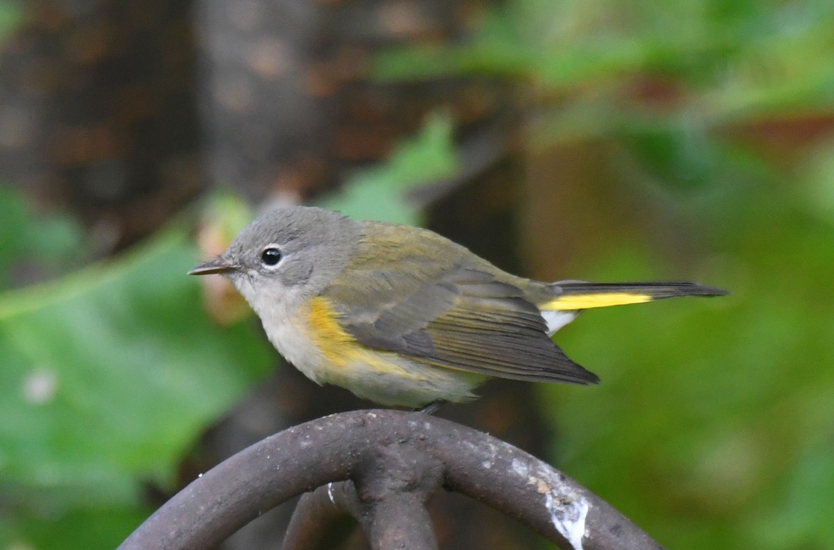 American Redstart - Michael Hatton