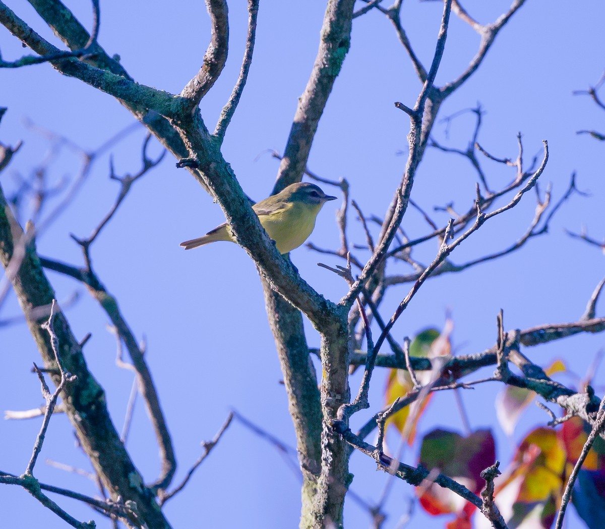 Philadelphia Vireo - ML367137851