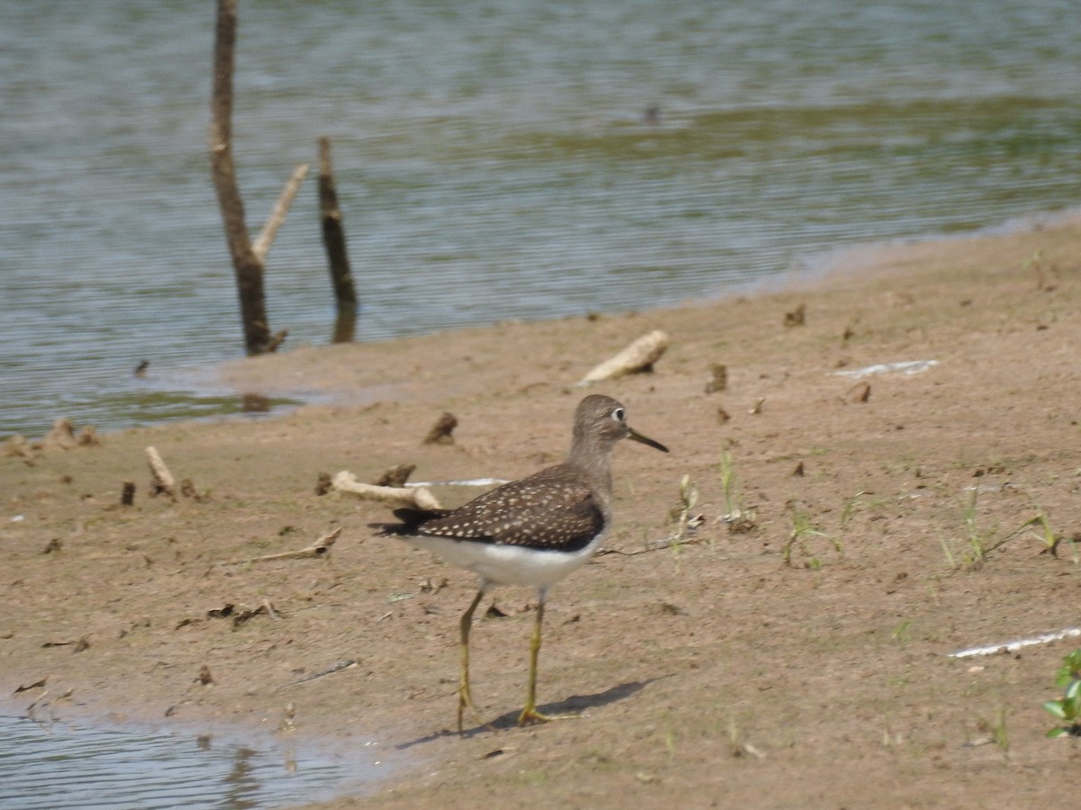 Solitary Sandpiper - James Hickner