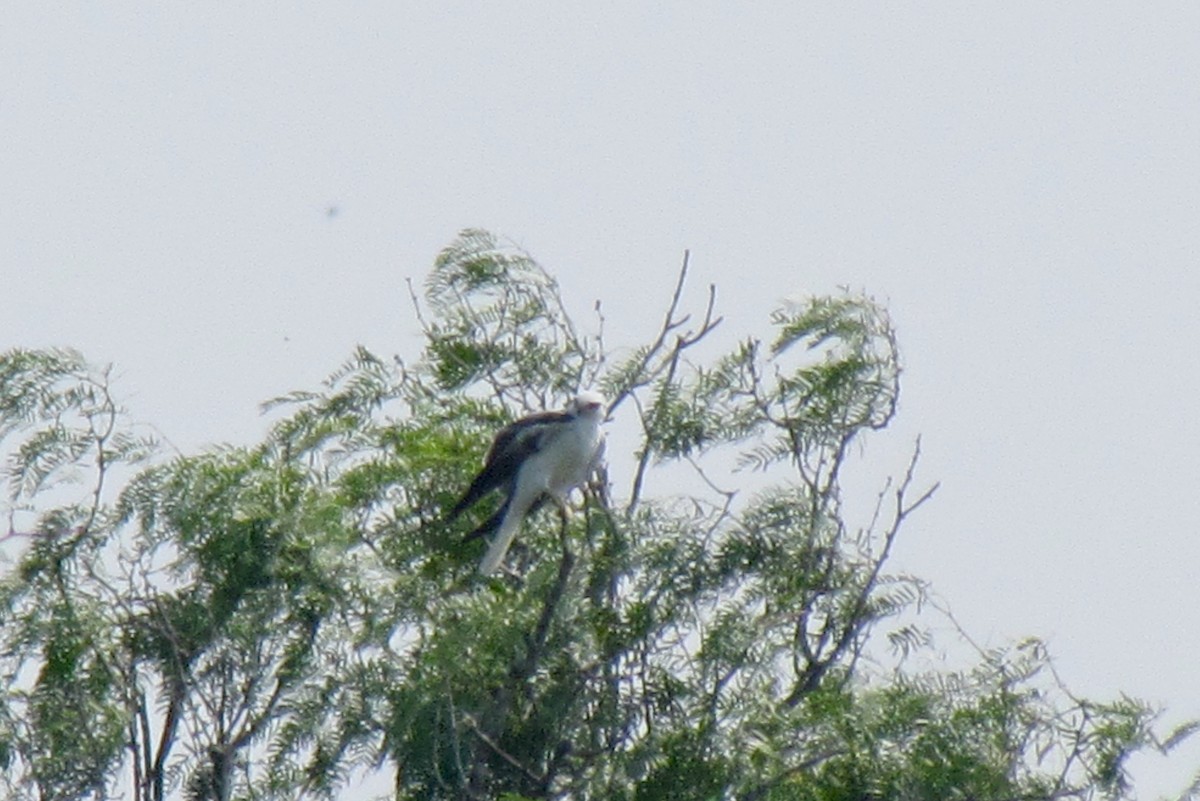 White-tailed Kite - ML367139101