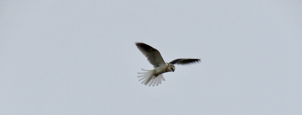White-tailed Kite - ML367141031