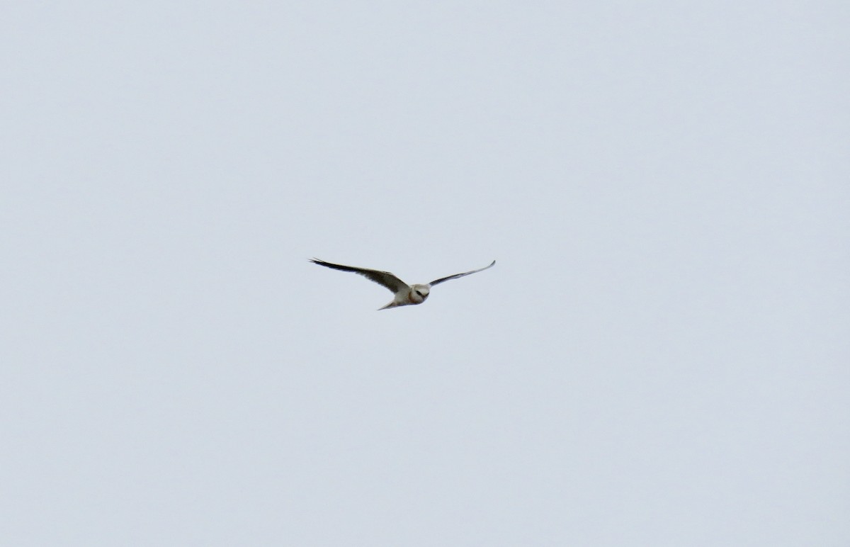 White-tailed Kite - ML367141041