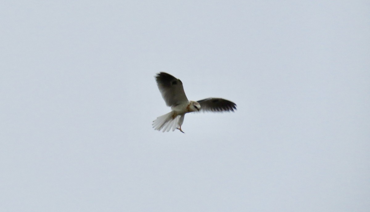 White-tailed Kite - ML367141051