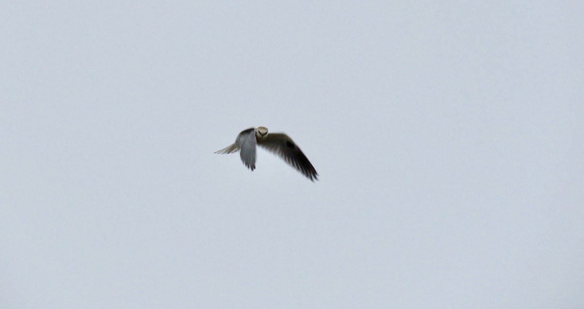 White-tailed Kite - ML367141061