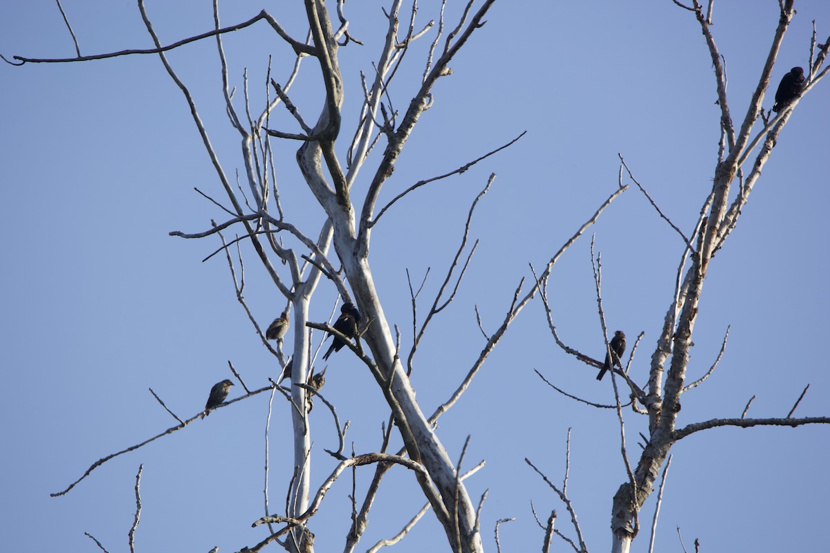 Red-winged Blackbird - ML367141131