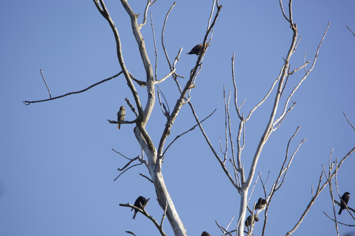 Red-winged Blackbird - ML367141161