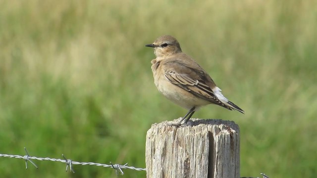 Northern Wheatear - ML367141341