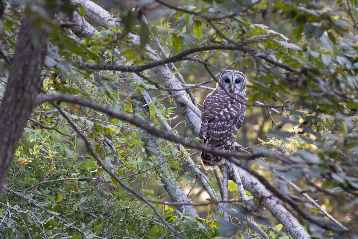 Barred Owl - ML367141721