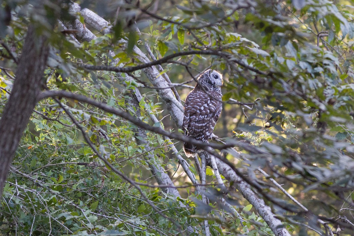 Barred Owl - Jeffrey Mann