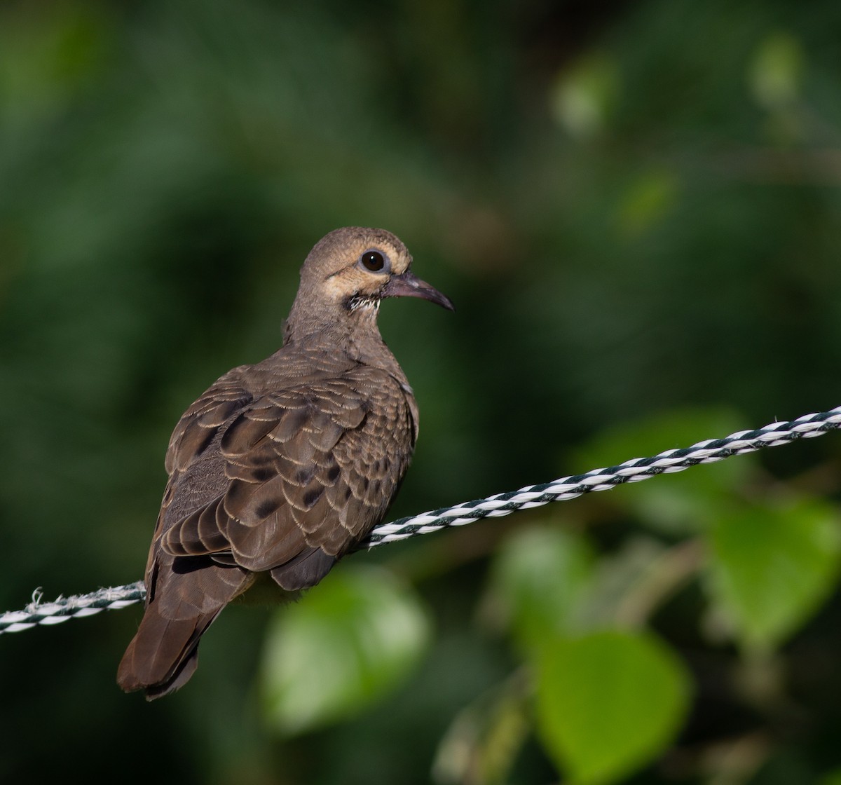 Mourning Dove - Zealon Wight-Maier