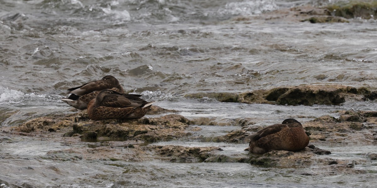 Canard colvert - ML367141891