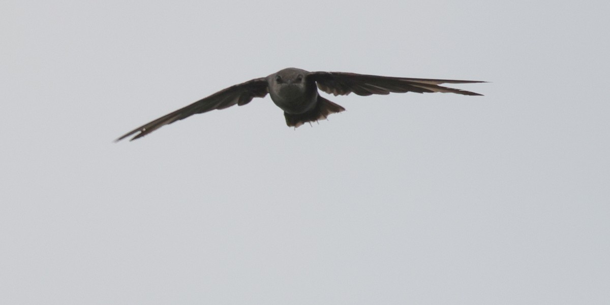 Chimney Swift - ML367142301