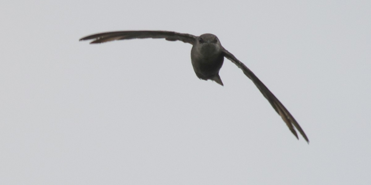 Chimney Swift - Tim Lenz