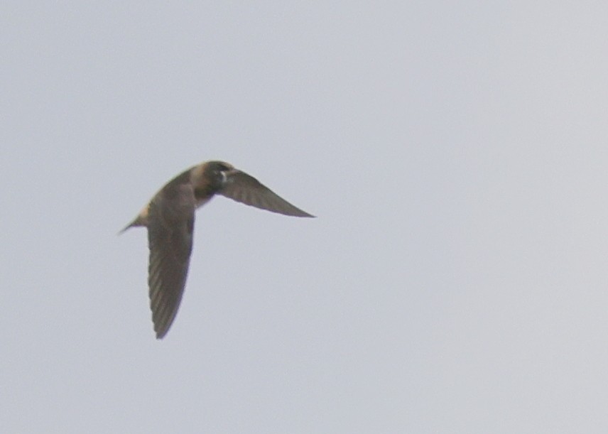 Cliff Swallow (pyrrhonota Group) - ML367142931