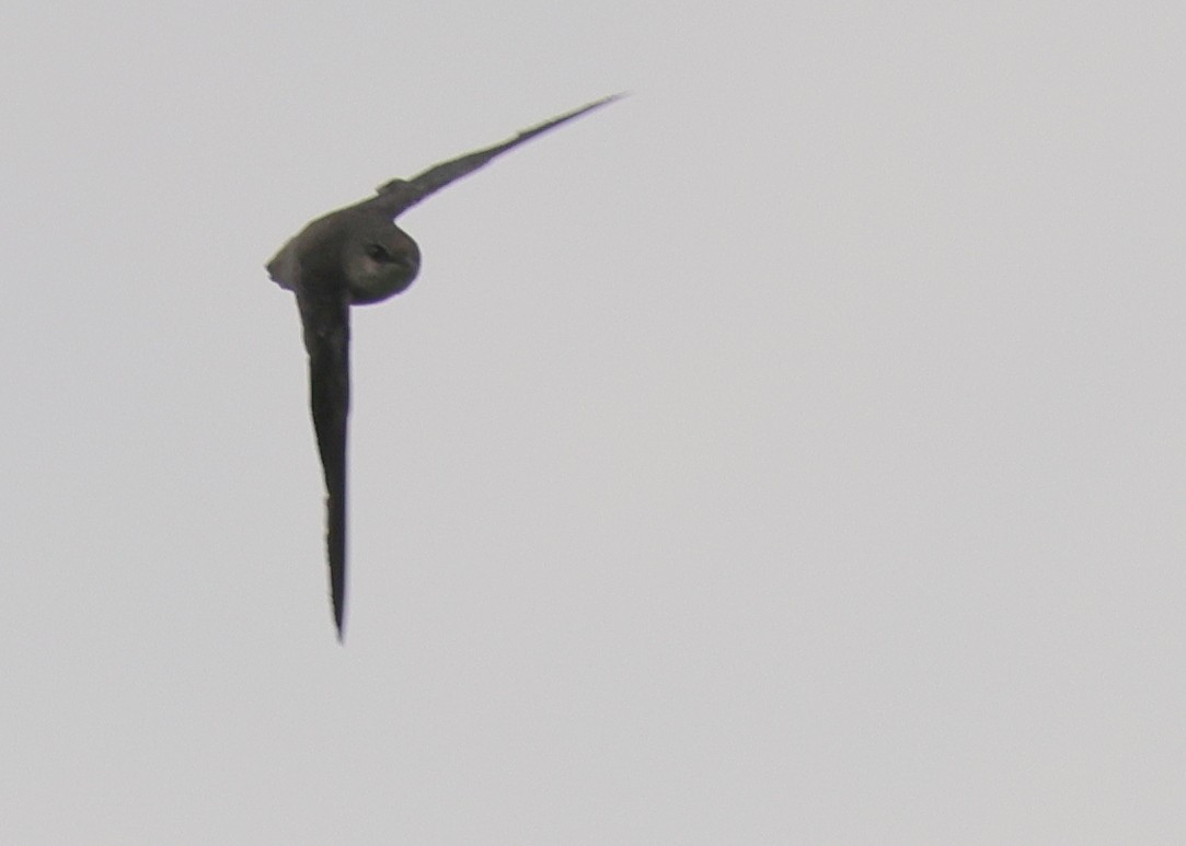 Chimney Swift - ML367143011