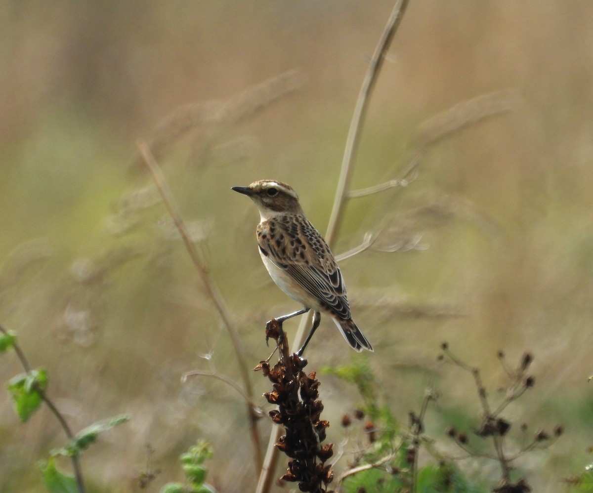 Whinchat - ML367143121