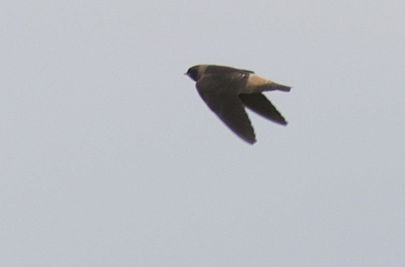 Golondrina Risquera (grupo pyrrhonota) - ML367143641