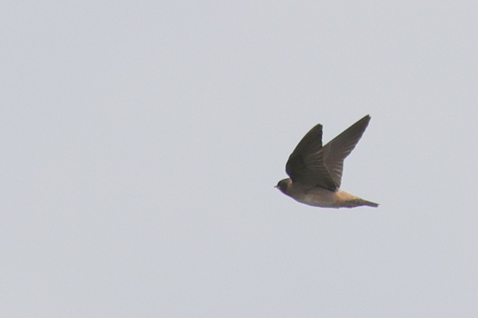 Golondrina Risquera (grupo pyrrhonota) - ML367143651