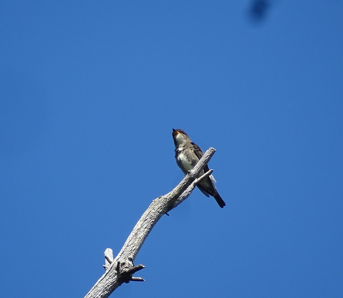 Olive-sided Flycatcher - ML367143711