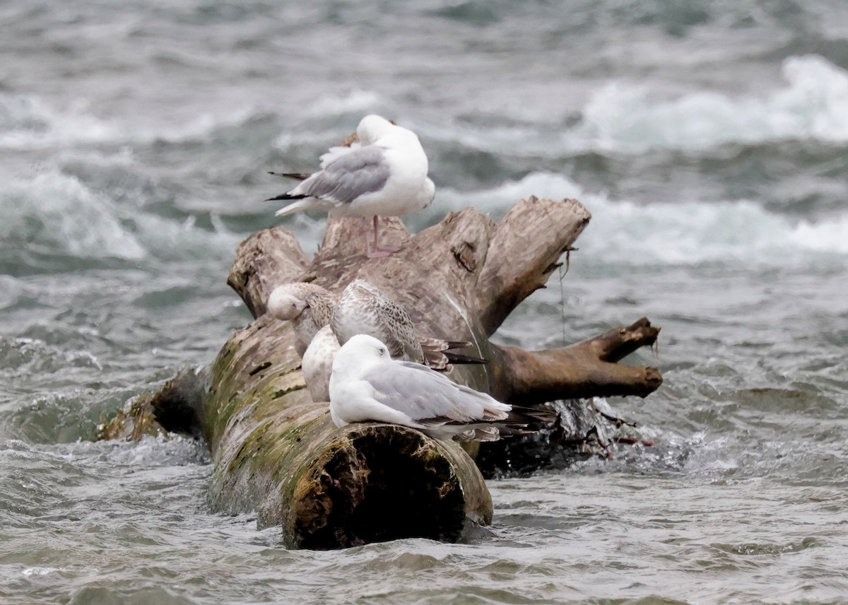 Gaviota Argéntea (americana) - ML367143821