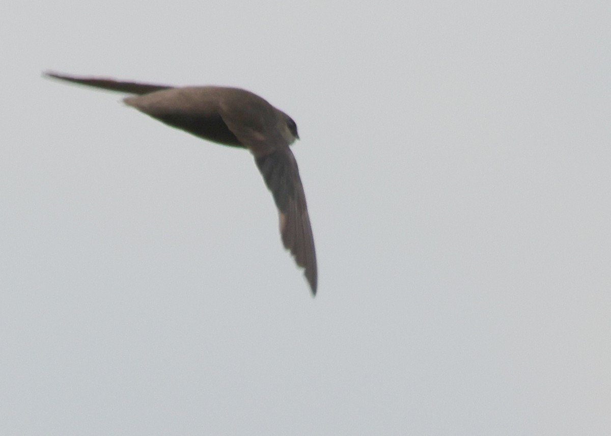 Chimney Swift - ML367143961