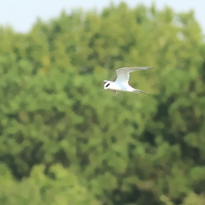 Forster's Tern - ML367144091