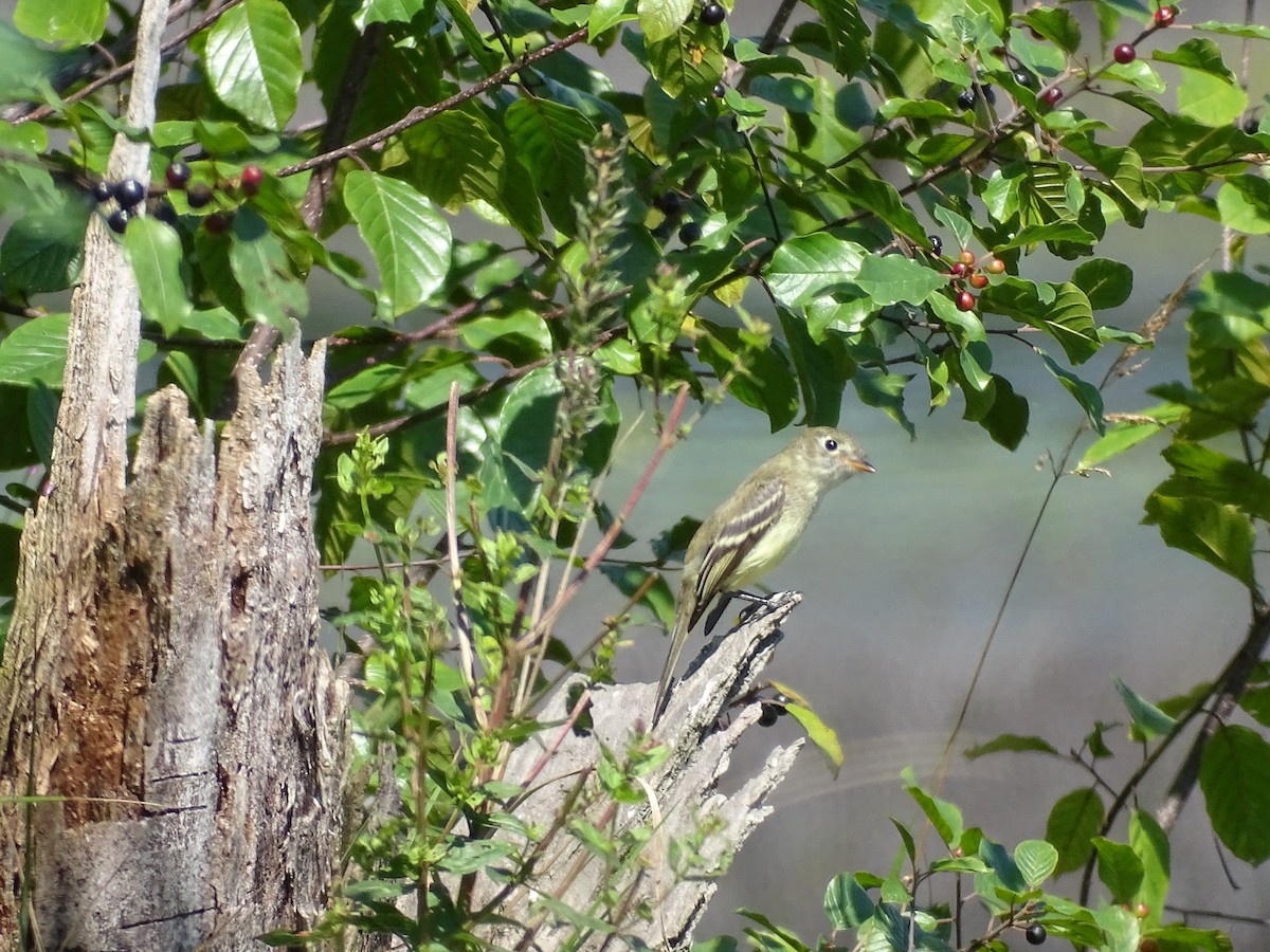 Least Flycatcher - ML367144211