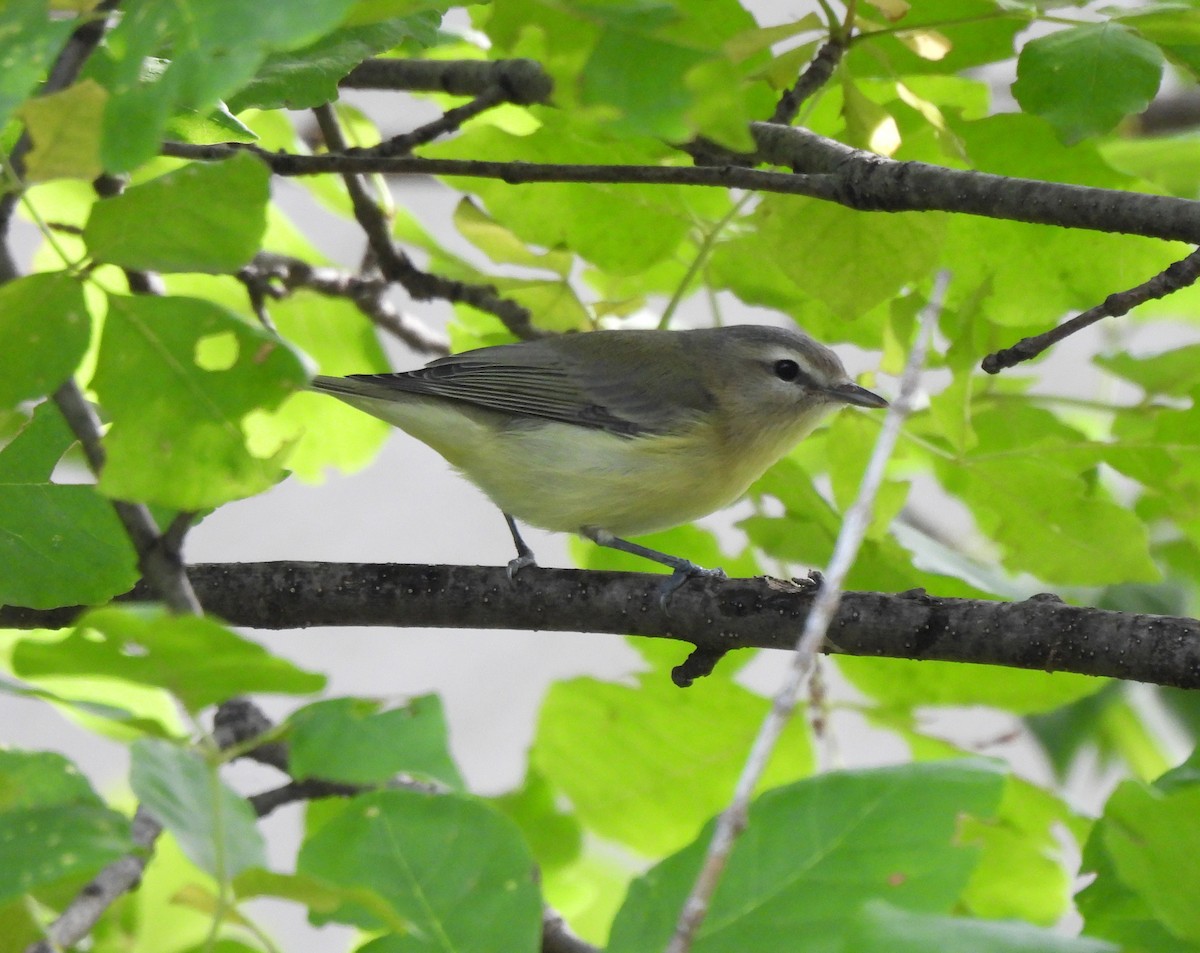 Philadelphia Vireo - Marlene Waldron