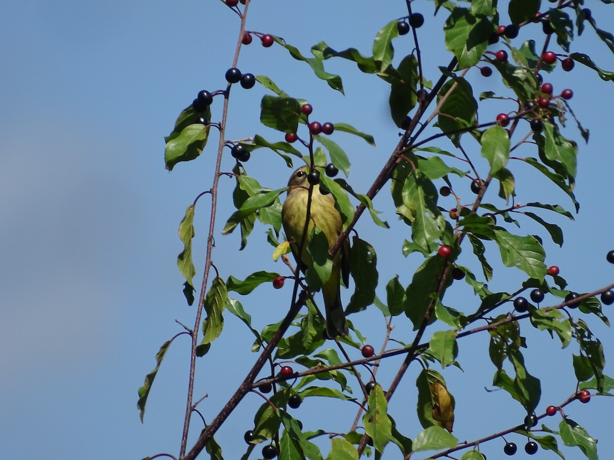 Palm Warbler - Ernie LeBlanc