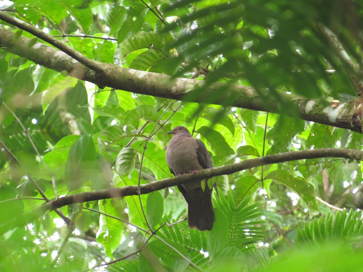 Short-billed Pigeon - Róger Rodríguez Bravo