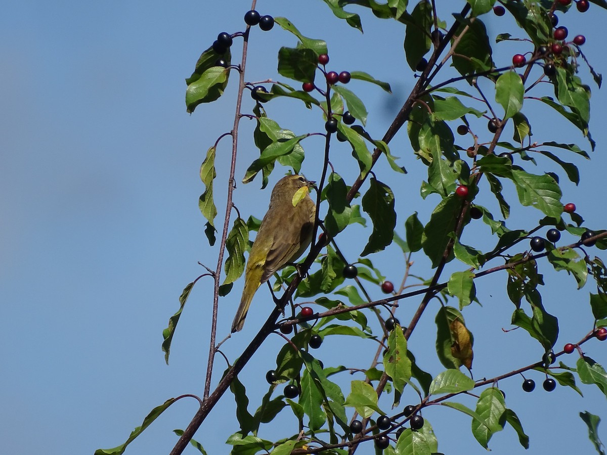 Palm Warbler - ML367145481