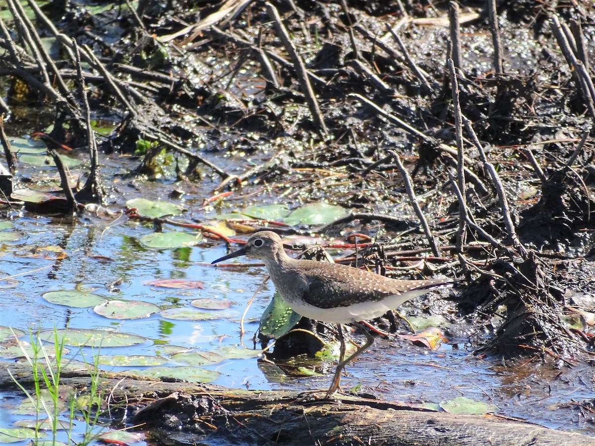 Solitary Sandpiper - ML367146171