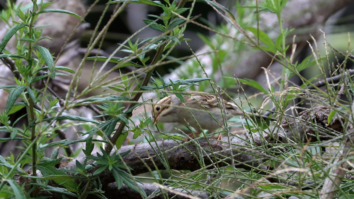 Clay-colored Sparrow - Stefan Mutchnick