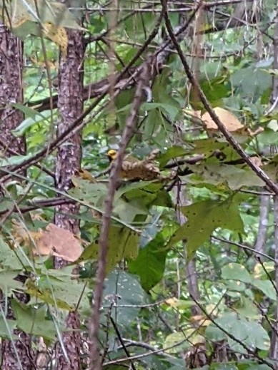 Hooded Warbler - ML367147031