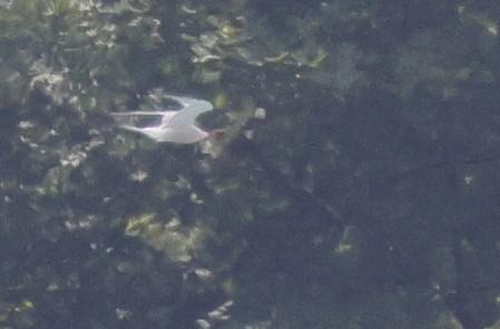 Common Tern - ML367147521